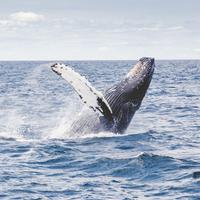 Observation des baleines - La réglementation à La Réunion (974)