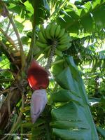 un régime de banane et sa fleur, le baba figue
