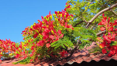 Calendrier La Réunion (974) Calendrier La Réunion (974)