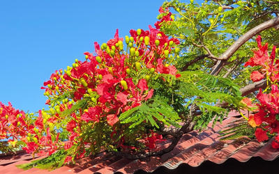 Calendrier La Réunion (974)