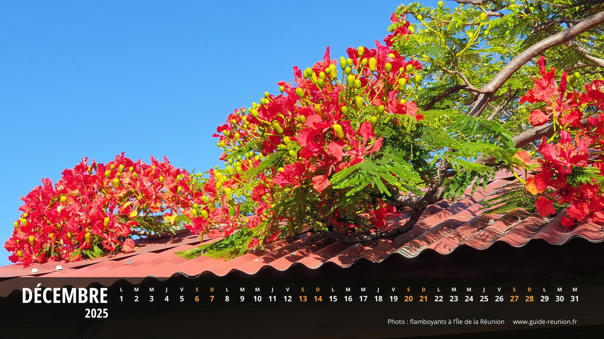Calendrier Décembre 2025 - Île de la Réunion