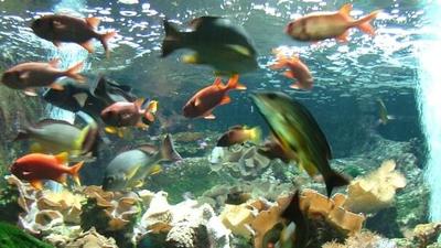 Aquarium Réunion