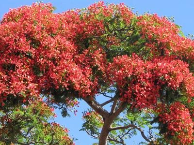 Flamboyant à La Réunion
