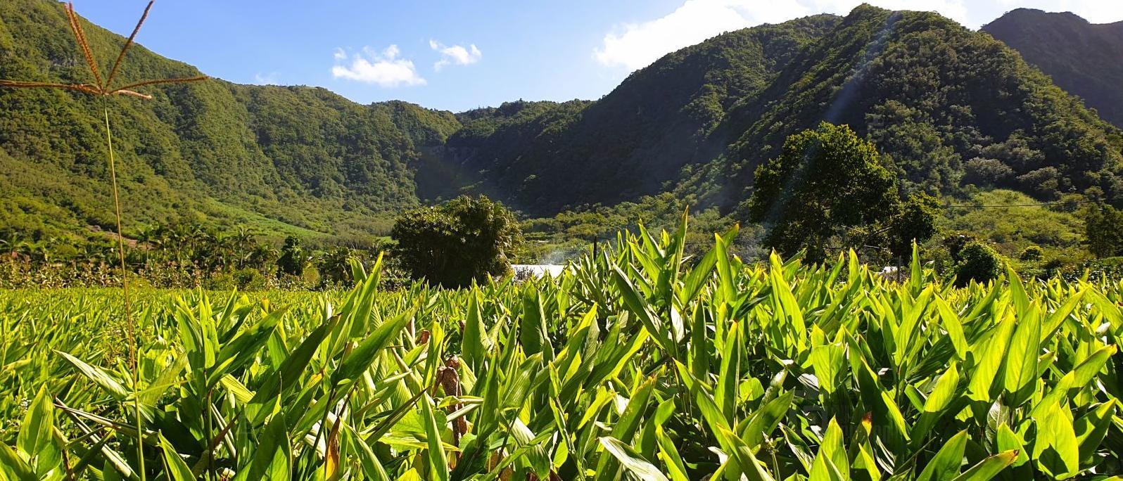 La Plaine des Grègues - Saint-Joseph - Sud de La Réunion