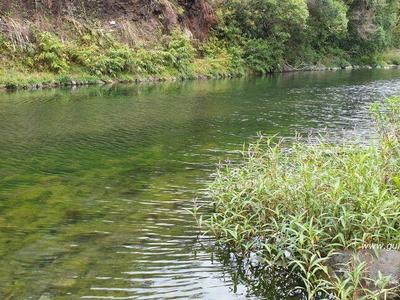 Bassin mangue - Saint-Benoît - La Réunion (974)
