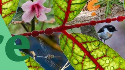 Fête de la nature - Réunion (974)