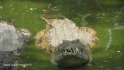 Crocodile et ses dents