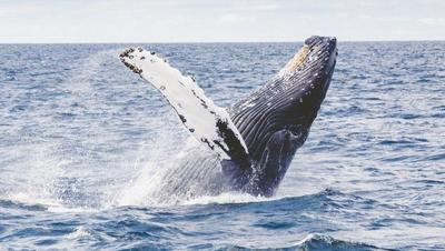 Observation des baleines et des dauphins à La Réunion