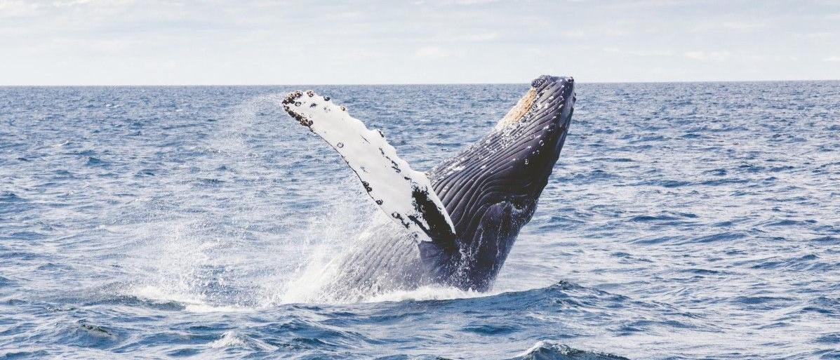 Réglementation de l'observation des baleines à La Réunion