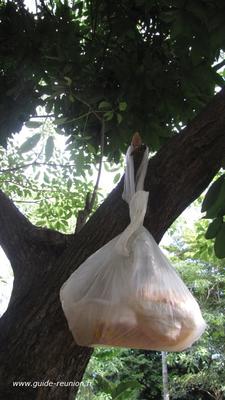 Déchets