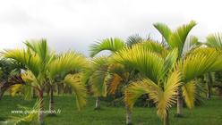 Paysage au coeur du parc des palmiers