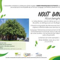 Banian Le Port - La Réunion