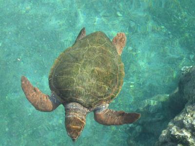 Kelonia Saint Leu - La Réunion - Tortues marines