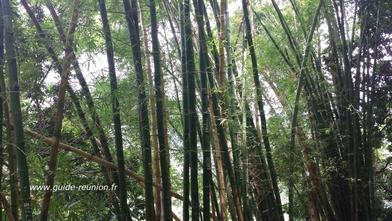 Bambous parmi la végétation