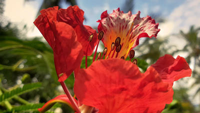 Calendrier La Réunion (974)