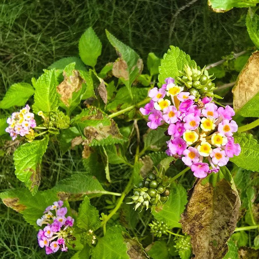 Lantana ou galabert à La Réunion