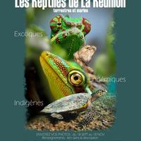 Concours photos : les reptiles de La Réunion