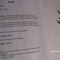 Photo d'une page d'un herbier relative au cannabis sativa (zamal)