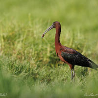 Ibis Falcinelle à Saint-Louis / La Réunion