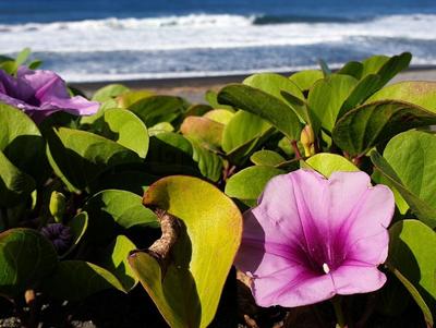 Patate à Durand - Flore du littoral de la Réunion
