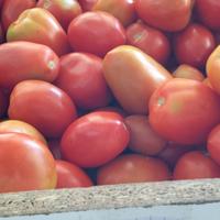 Prix de la tomate