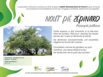 Pié Zépinard Le Port - La Réunion