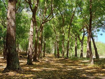 La forêt de l'Etang-Salé offre une multitude d'activité de loisirs