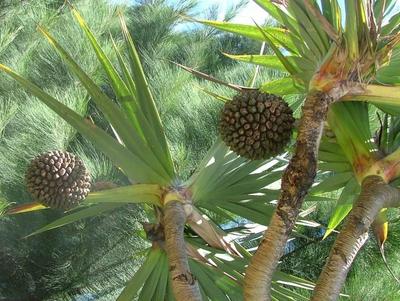 Vacoa et son fruit appelé pimpin à La Réunion