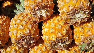 L'ananas peut-être ramener en métropole contrairement à la mangue par exemple L'ananas peut-être ramener en métropole contrairement à la mangue par exemple