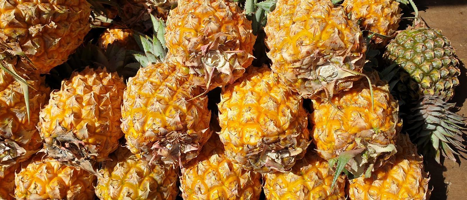 L'ananas peut-être ramener en métropole contrairement à la mangue par exemple
