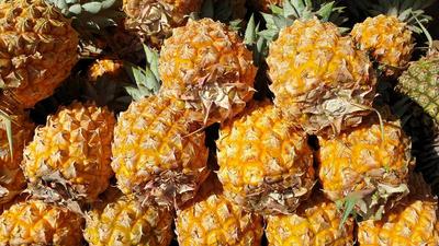 L'ananas peut-être ramener en métropole contrairement à la mangue par exemple