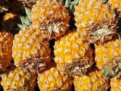 L'ananas peut-être ramener en métropole contrairement à la mangue par exemple L'ananas peut-être ramener en métropole contrairement à la mangue par exemple