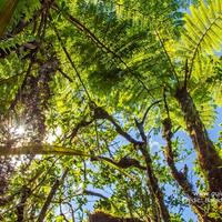 Cette balade créative vous offre une magnifique promenade dans une jungle située en plein cœur de la forêt de Bébour. Entre marécages, rondins de bois, passerelles, ce parcours est fait pour les petits aventuriers qui n’ont pas peur de se salir et vous fe Balade-Spectacle à la Plaine des Palmistes