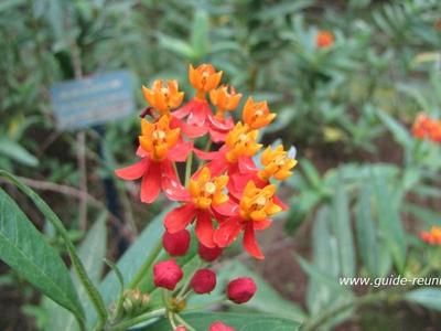 Flore de la Réunion Fleur de la Réunion