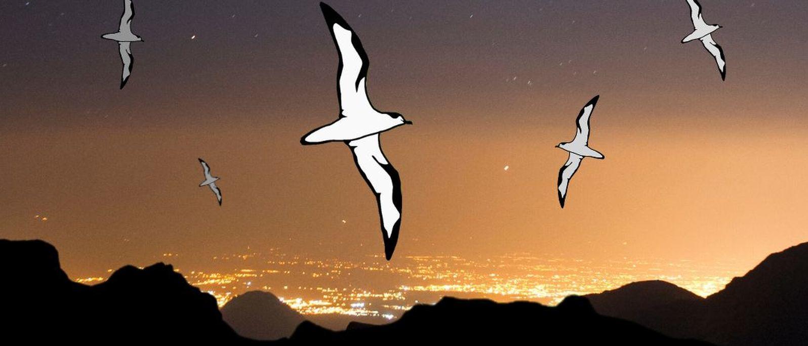 Nuits sans lumière - La Réunion 