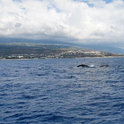 Baleine à La Réunion
