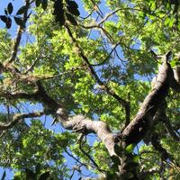 Journée de l'arbre à l'île de la Réunion