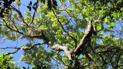 Journée de l'arbre à l'île de la Réunion