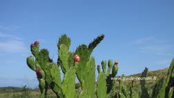 Cactus vers la forêt de l'Etang-Salé