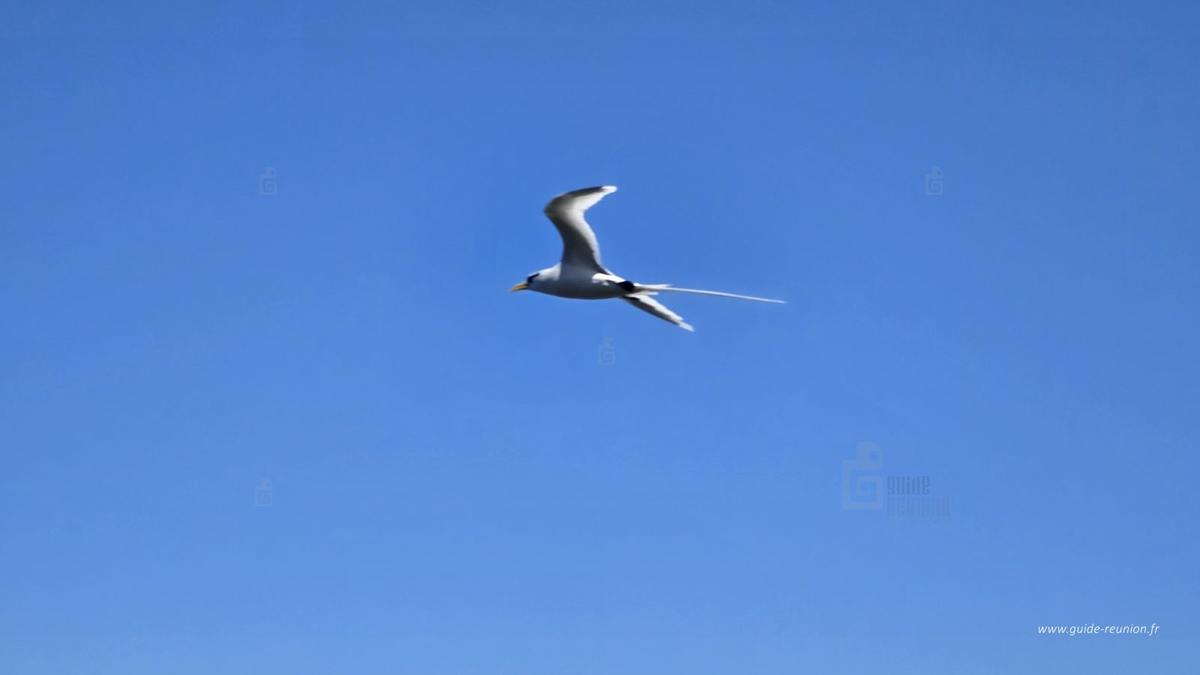 Photo Paille en Queue