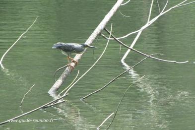 Le Héron, un des oiseaux présents à Salazie