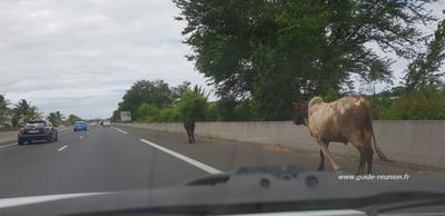 Vache sur la voie rapide entre l'Etang-Salé et Saint-Louis