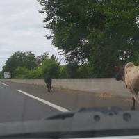 Vache sur la voie rapide entre l'Etang-Salé et Saint-Louis