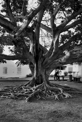 Arbres des villes