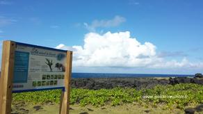 La marine de Vincendo : site naturel protégé