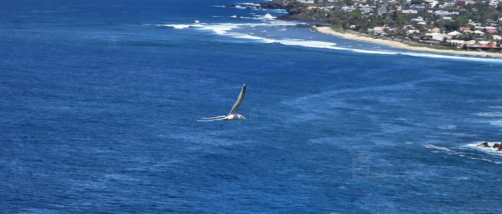 Paille en Queue : oiseau emblématique de l'île de La Réunion