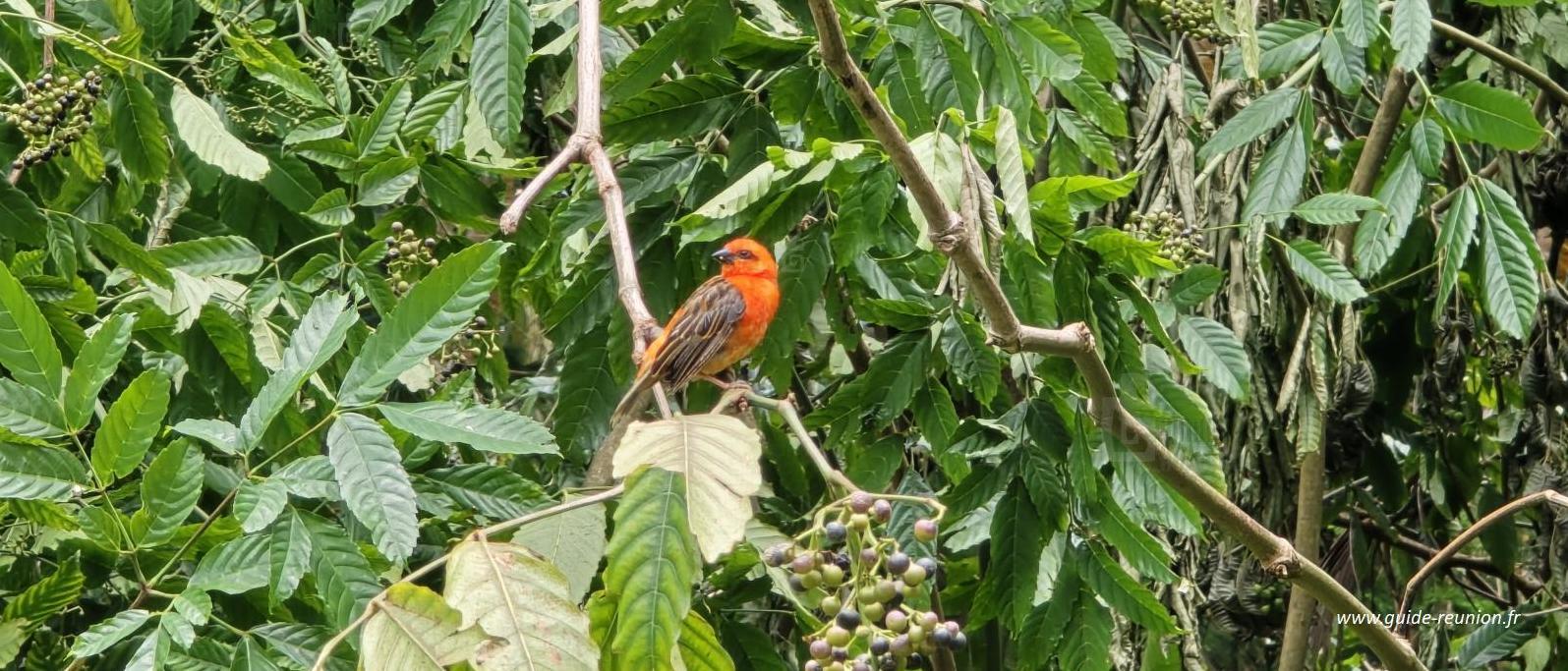 Cardinal - Oiseau de La Réunion