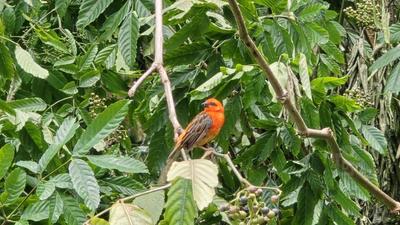 Cardinal - Oiseau de La Réunion