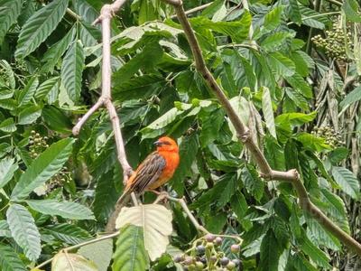 Cardinal - Oiseau de La Réunion