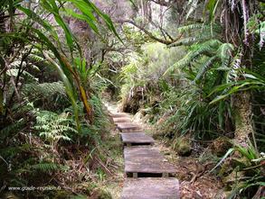 Photo de forêt primaire de la Réunion